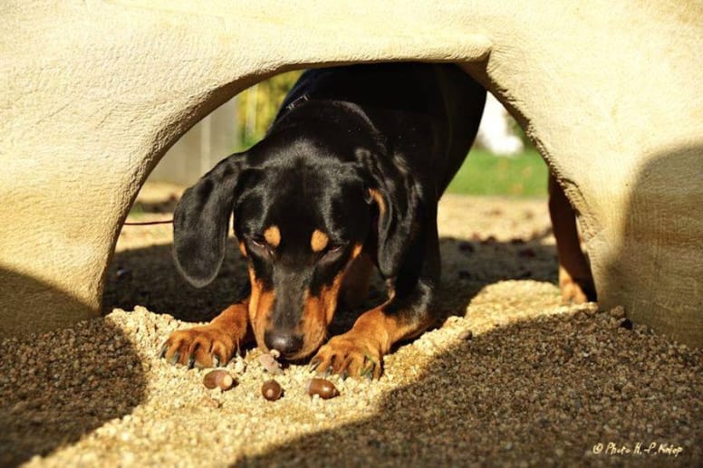 Hund frisst Eicheln Ist das giftig?